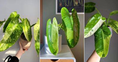 Philodendron Jose Buono Care and Growing Guide - balconygardenweb.com