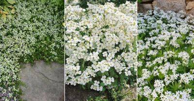 18 Beautiful Ground Covers with White Flowers - balconygardenweb.com