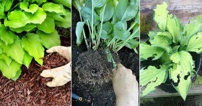 18 Best Gardening Tricks to Care for Hostas - balconygardenweb.com