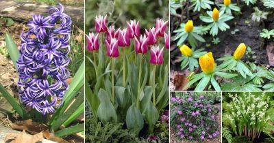 30 Best Spring Flowers | Flowers to Grow in Spring - balconygardenweb.com