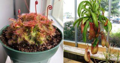 6 Weird Fly Eating Plants & How To Grow Them - balconygardenweb.com - Australia