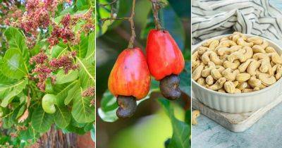 Where Do Cashews Grow | Cashew Growing Guide - balconygardenweb.com - India - Philippines - Vietnam - Brazil