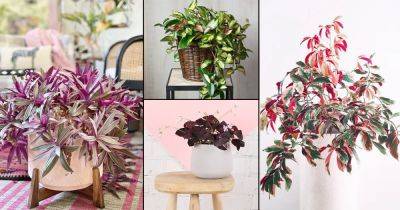 100 Low Maintenance Indoor Plant Names with Pictures - balconygardenweb.com
