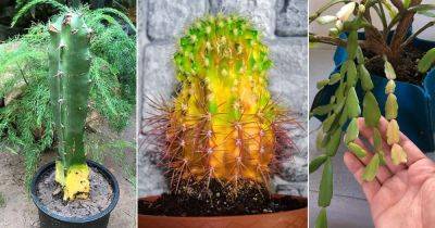 Why is My Cactus Turning Yellow? 11 Reasons and Solutions - balconygardenweb.com