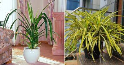 How to Grow Pandanus veitchii Indoors | Growing Screw Pine - balconygardenweb.com - Australia - New Zealand - Madagascar