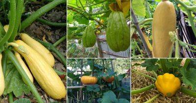 38 Best Types of Squash | Best Squash Varieties to Grow - balconygardenweb.com - Usa