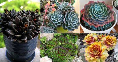 32 Different Types of Hens and Chicks Varieties - balconygardenweb.com - Mexico