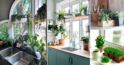 30 Awesome Pictures of Houseplants on Kitchen Windowsill - balconygardenweb.com