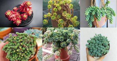 50 Beautiful Types of Sedum Varieties - balconygardenweb.com - Japan - Mexico