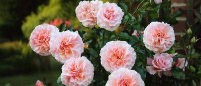 10 things you need to know about growing roses - gardenersworld.com - Usa - Britain