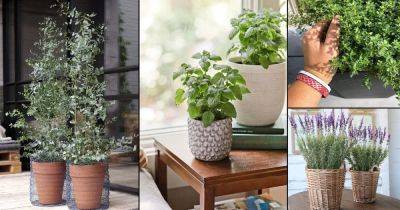 19 Plants that Repel Spiders | Plants that Keep Spiders Away - balconygardenweb.com