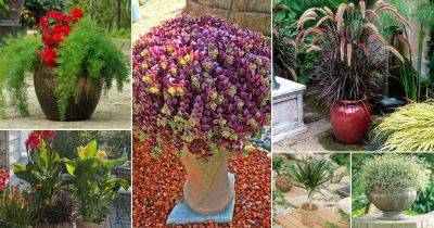 48 Best Spiller Filler Thriller Plants for Your Home and Garden - balconygardenweb.com