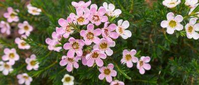 How to Grow Wax Flower (Chamelaucium) - gardenersworld.com - Britain - Australia