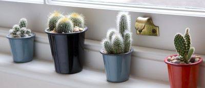 House plants for bright light - gardenersworld.com