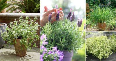 12 Herbs That Keep Mosquitoes Away | Best Mosquito Repellent Herbs - balconygardenweb.com