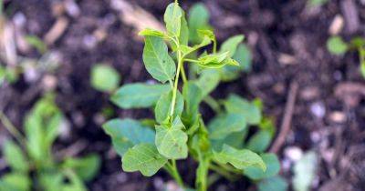 How to Control Bindweed (Morning Glory Weed) - gardenerspath.com