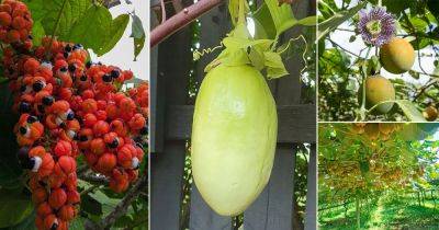 Names of 35 Fruits That Start With G - balconygardenweb.com