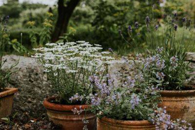 Mistakes & Misconceptions in Sustainable Garden Design - treehugger.com