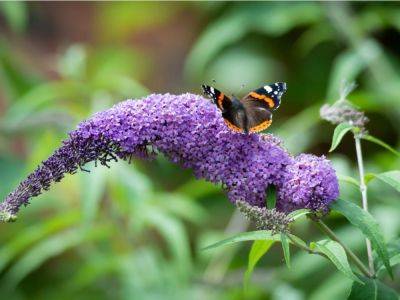 7 Plants That Are Harmful To Pollinators - gardeningknowhow.com - China