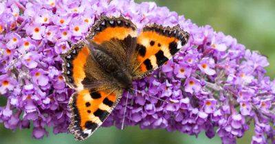 Best 6 Perennial Bushes to Attract Butterflies | Gardener's Path - gardenerspath.com
