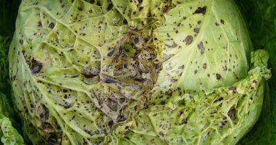 Tips to Deal with Mosaic Virus in Cabbages - gardenerspath.com