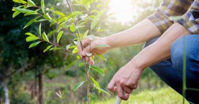 Your Fall Tree Planting Guide | Gardener's Path - gardenerspath.com -  Texas