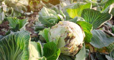 Identify, Prevent, and Treat Common Cabbage Diseases - gardenerspath.com