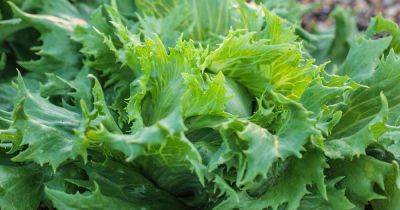 Tips for Growing Ice Queen Lettuce | Gardener's Path - gardenerspath.com