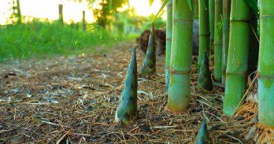 How to Divide and Transplant Bamboo - gardenerspath.com