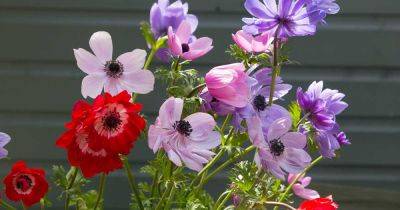 How to Plant and Grow Anemone Flowers - gardenerspath.com