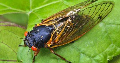 How to Protect Your Garden from Periodical Cicadas - gardenerspath.com