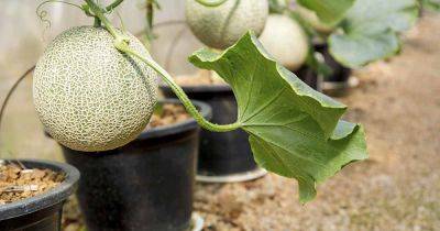 How to Grow Cantaloupe in Containers | Gardener's Path - gardenerspath.com - Usa