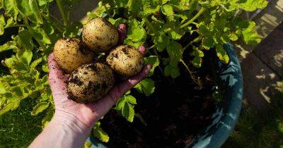 How to Grow Potatoes in Containers - gardenerspath.com