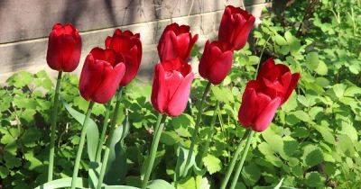 9 Tips to Get Tulips to Rebloom - gardenerspath.com - Turkey