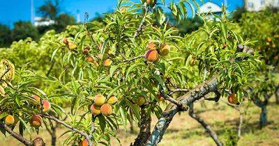 How to Grow and Care for Peach Trees - gardenerspath.com - China -  Florida - Spain