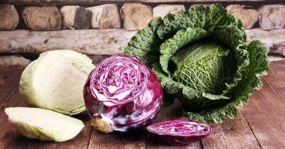 How Nutritious Is Raw Cabbage? - gardenerspath.com