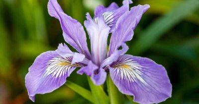 How to Grow and Care for Douglas Iris - gardenerspath.com - Usa -  Oregon -  California - Washington