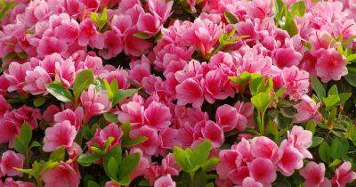 How to Grow and Care for Azalea Bushes - gardenerspath.com - Usa - China -  Florida - Japan - Taiwan