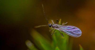 How to Control Fungus Gnats on Spider Plants - gardenerspath.com