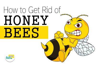 How to Safely Get Rid of Honey Bees without Killing them - fabhow.com