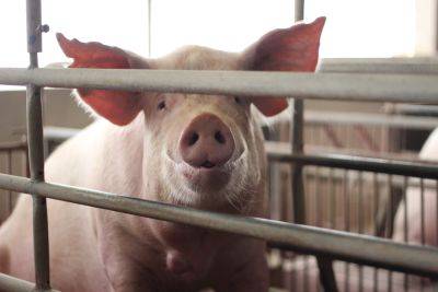 Supreme Court’s Ruling on Humane Treatment of Pigs Could Catalyze a Wave of New Animal Welfare Laws - modernfarmer.com - Usa -  California