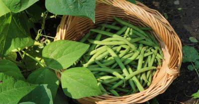 When and How to Harvest Snap Beans - gardenerspath.com