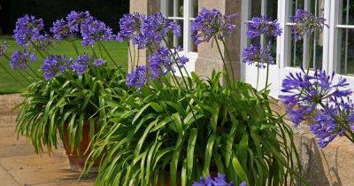 How to Grow Agapanthus in Containers - gardenerspath.com - Usa - South Africa - Mexico