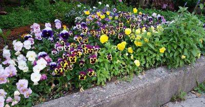 Tips for Growing Winter Pansies (Viola hiemalis) - gardenerspath.com