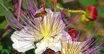Grow and Use Capers: Learn About the Caper Bush | Gardener's Path - gardenerspath.com