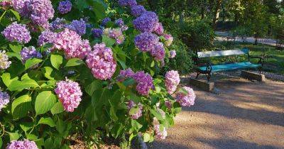 How to Change the Color of Hydrangeas - gardenerspath.com
