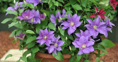 How to Grow Clematis in Containers - gardenerspath.com