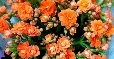 How to Force Flaming Katy Kalanchoe to Flower - gardenerspath.com