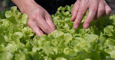 How and When to Harvest Leaf Lettuce - gardenerspath.com