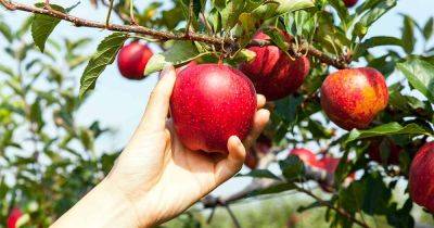 How to Grow and Care for Apple Trees - gardenerspath.com
